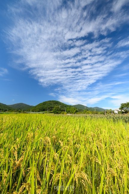 평촌명품마을의 농촌풍경. 파란 하늘에 노랗게 익어가는 들녘의 풍경이 천상 농촌마을이다. 동림마을에서 이 작은 들녘을 지나 평촌교를 건너면 도예공방이 있는 담안마을에 들어서게 된다. ⓒ데일리안 배군득 기자