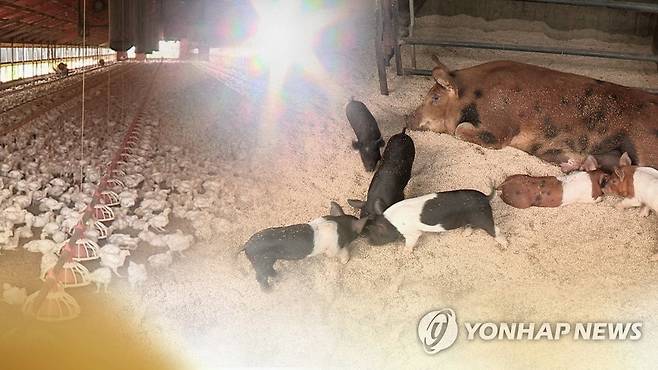 폭염에 가축 폐사…피해 예방 총력전(CG) [연합뉴스TV 제공]