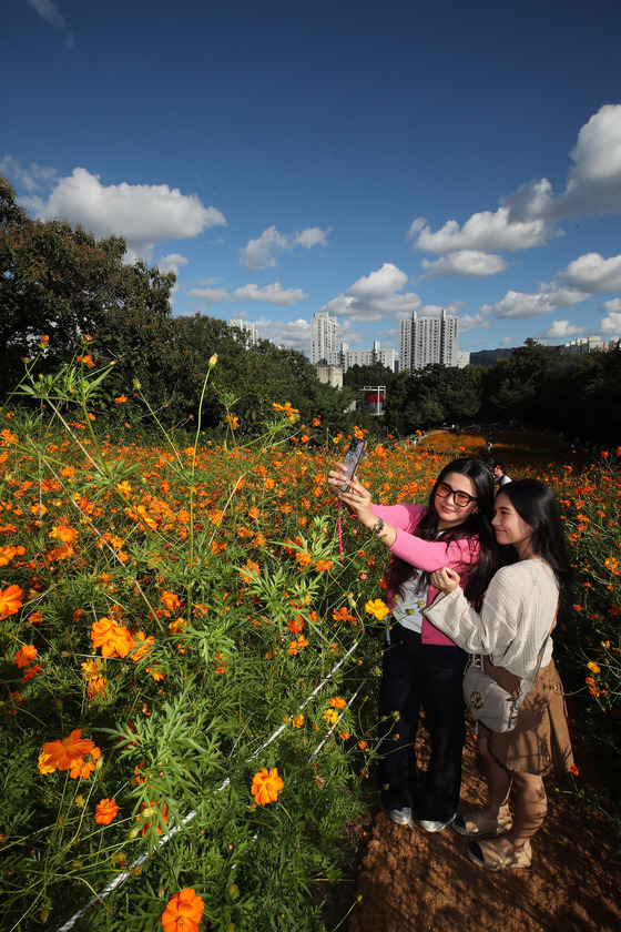 Tourists take photos against a backdrop of blooming yellow cosmos flowers at Olympic Park in Songpa District, southern Seoul, on Sunday as cooler autumn weather arrives. [NEWS1]