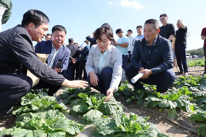 송미령 농림축산식품부 장관은 29일 가을배추 주산지인 전남 해남군 일원의 배추 밭을 찾아 김장배추 작황을 점검했다고 밝혔다. 농림축산식품부 제공