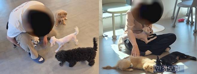 27일 서울 중랑구 애견카페 '다시사랑받개'를 찾아 상주견들과 시간을 보내는 손님들 / 사진=성진우 기자