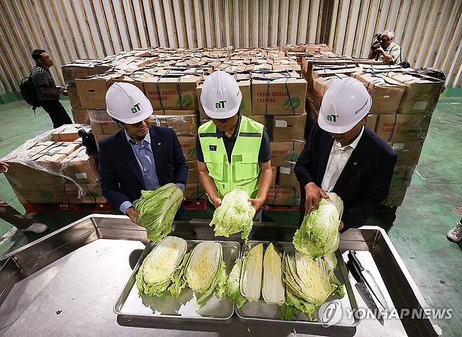 중국 수입 배추 살펴보는 관계자들 (이천=연합뉴스) 홍기원 기자 = 30일 오전 경기도 이천시 대월면 aT 한국농수산식품유통공사 이천비축기지에서 관계자들이 정부가 수급 안정을 위해 중국에서 수입한 배추를 살펴보고 있다. 2024.9.30 [공동취재] xanadu@yna.co.kr