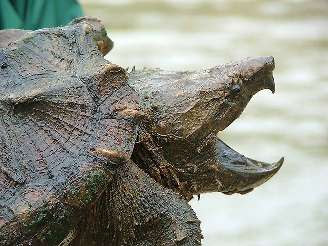 악어거북이 아래위턱을 벌리며 위협적인 모습을 드러내고 있다./Garry Tucker. United Stated Fish and Wildlife Service