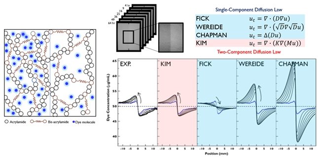 폴리아크릴아마이드 젤 구조에서 색소 입자(파란색)가 움직이는 모습을 설명한 그림(왼쪽)과 분류 현상을 설명하는 여러 모델과 분류 현상 실험 데이터를 비교한 그래프. 분류 현상을 설명하는 기존 단일 확산 계수 모델들(FICK, WEREIDE, CHAPMAN)과 비교해 연구팀의 2개 요소 확산 모델(KIM)이 실험 관측 데이터(EXP.)를 가장 정확히 설명하는 것을 확인할 수 있다. KAIST 제공