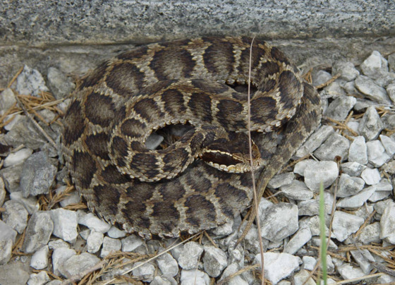 Pit vipers inhabit some of Korea's mountains. [MINISTRY OF ENVIRONMENT]