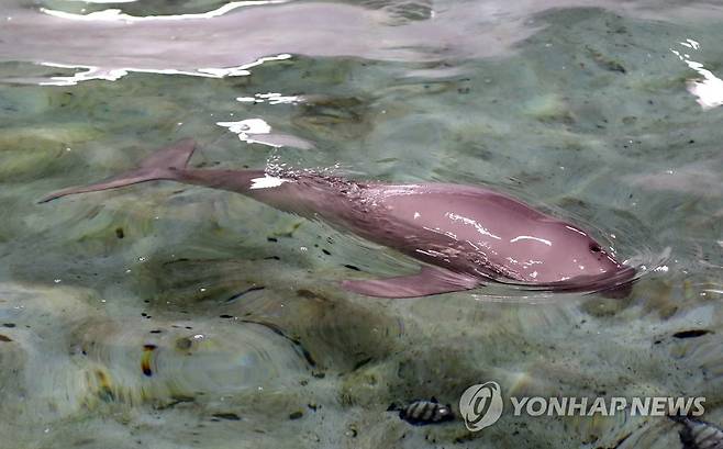 토종 돌고래 '상괭이' [연합뉴스 자료 사진]