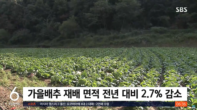 스크린샷(1423).png "김장 1~2주 늦춰 달라"…해남 배추밭 상황은?