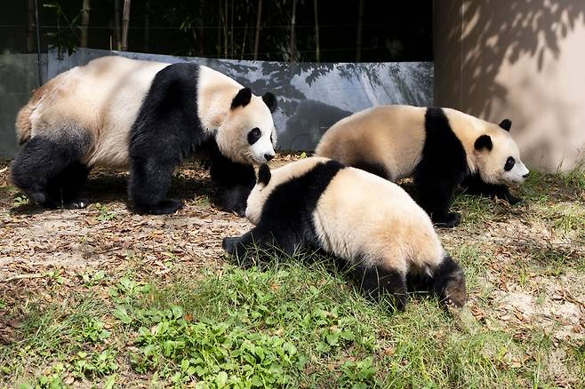 The Everland pandas enjoy a day out in the sun on Thursday. From left: Ai Bao, Hui Bao and Rui Bao [EVERLAND]