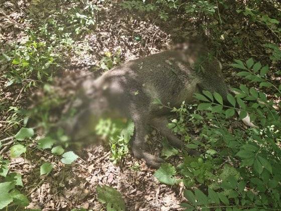 서울 창덕궁관리소는 멧돼지포획단과 함께 창덕궁 후원 선원전 일대에서 멧돼지 1마리를 사살했다. [사진 국가유산청 궁능유적본부]