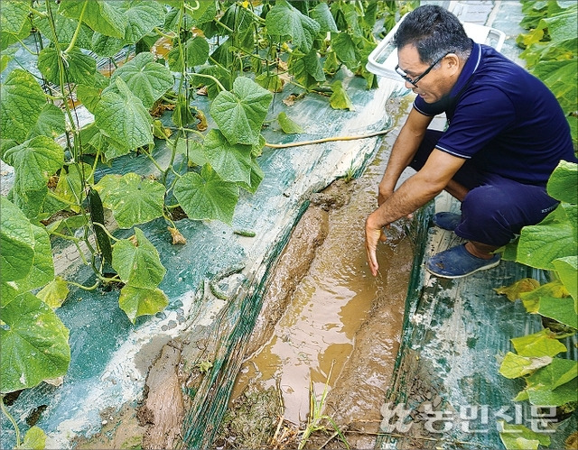 올여름 폭염과 폭우로 피해를 입은 경북 고령 시설 오이.