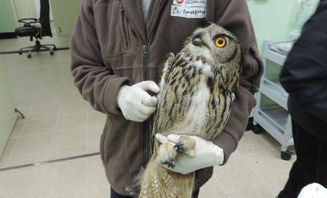 유리창 충돌 후 충남야생동물구조센터에 의해 구조된 수리부엉이. 네이처링