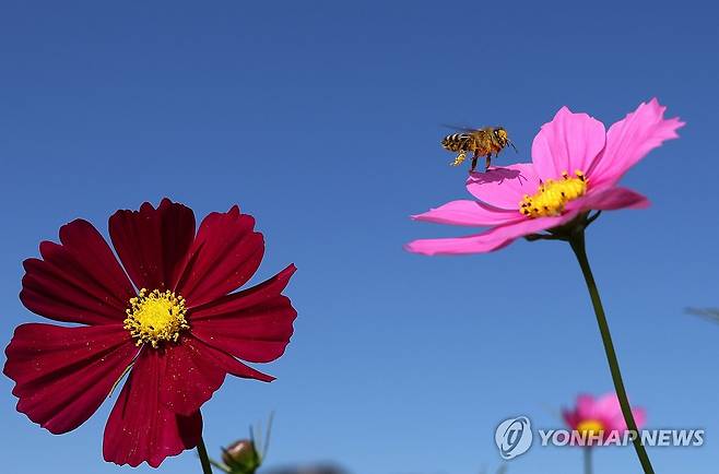 가을 꿀벌 (서울=연합뉴스) 한상균 기자 = 4일 서울 시내 코스모스. 꿀벌이 바쁘다. 2024.10.4 xyz@yna.co.kr