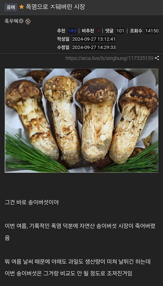 폭염으로 ㅈ되버린 자연산 송이 버섯 시장