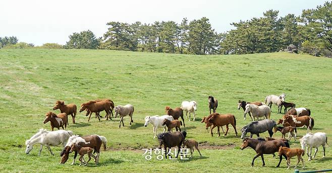 방목 중인 말. 제주도 제공