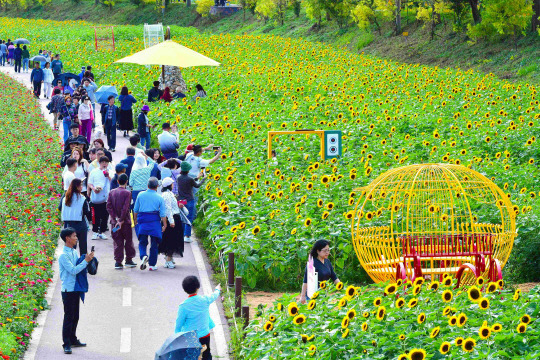 2023년 장성 황룡강 가을꽃축제. 장성군청 제공