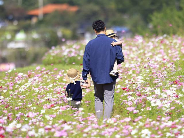 2023년 열린 ‘화순 고인돌 꽃 축제’에서 코스모스밭을 걷고 있는 가족의 모습. 화순시