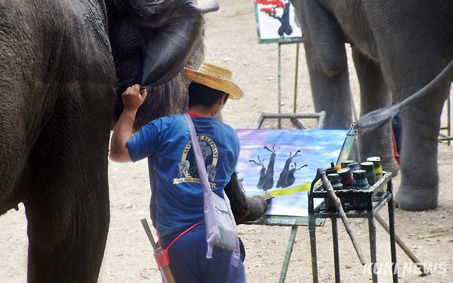 "코끼리와 조련사의 합작품"태국의 그림 그리는' 코끼리 쇼'는 치앙마이의 빼놓을 수 없는 인기관광상품이다. 코끼리 전문가들은 “코끼리는 매우 영특한 동물이기 때문에 훈련을 통해 이 같은 그림을 그릴 수 있었을 것”이라고 추측했다. 하지만 동물학대라는 반대여론도 만만치 않다.