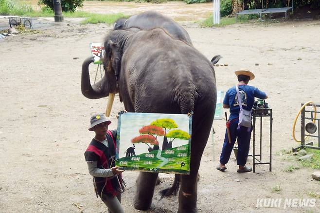 4마리의 코끼리 화가 중 한 마리가 그린 완성된 그림을 조련사가 들고 코끼리 그림 전시장으로 이동하고 있다.