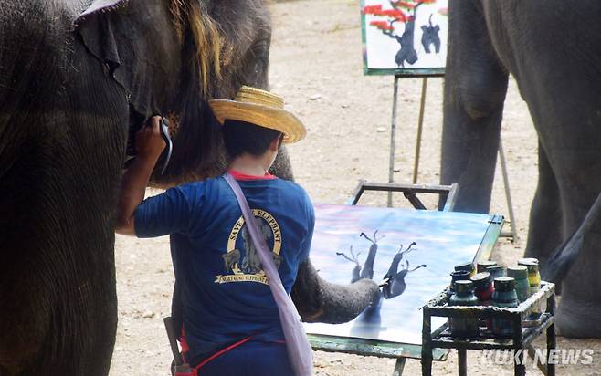 코끼리에게 물감을 묻혀준 조련사가 쇠꼬챙이 ‘불훅(bullhook)’과 자신의 손으로 화가코끼리의 귀와 상아를 적절하게 조정해가며 코끼리의 붓터치를 도와주고 있다.