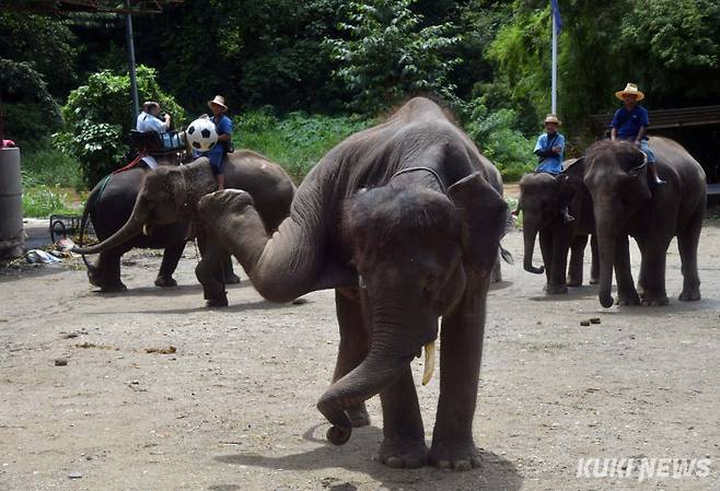 "얼마나 연습했을까"조련사의 지시에 따라 코끼리가 코를 이용해 축구공을 뒤로 보내 올리자 뒷발로 공을 차 올리고 있다.
