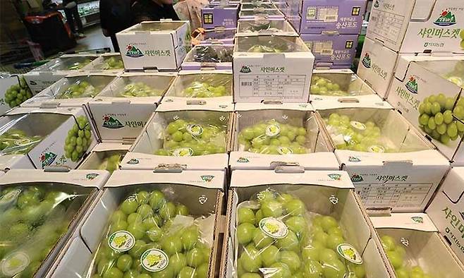 한 대형마트에 진열된 샤인머스캣. 연합뉴스