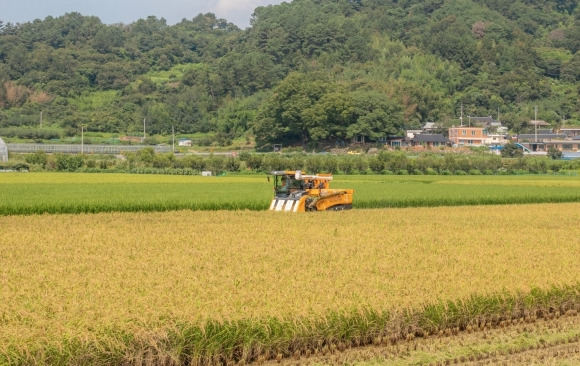 벼 수확. 전남도 제공