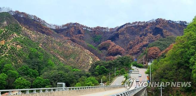 산불 피해 고스란히 간직한 양구 [연합뉴스 자료사진]