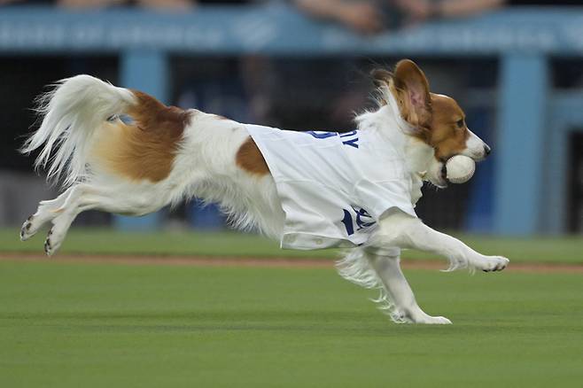 데코핀. USA TODAY Sports·연합뉴스