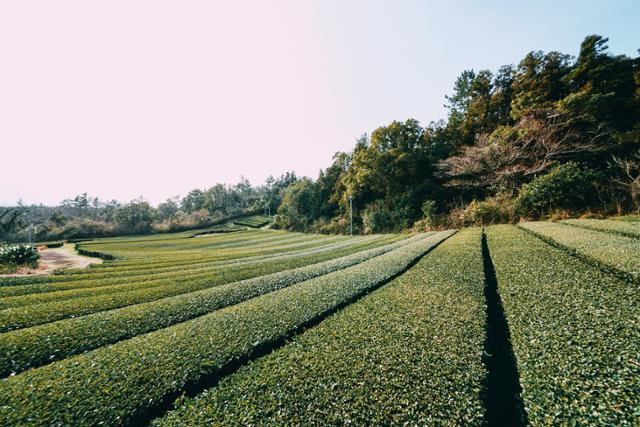 제주올레 14-1코스 종점인 오설록 녹차밭 풍경. ㈔제주올레 제공