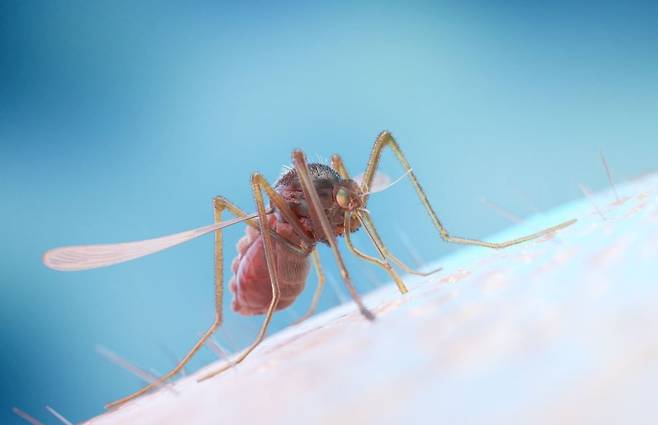 존슨앤드존슨이 뎅기열 항바이러스제 임상 2상 시험을 중단하기로 결정했다./사진=클립아트코리아