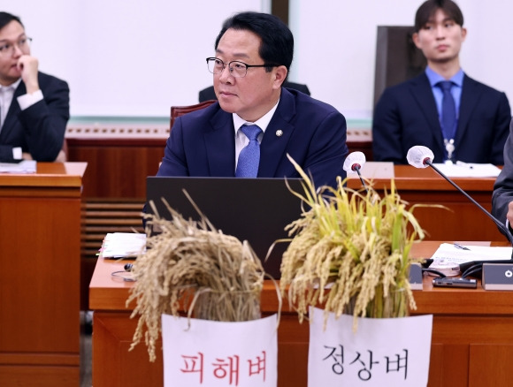 문금주 더불어민주당 의원이 7일 국회에서 열린 농림축산식품해양수산위원회의 농림축산식품부에 대한 국정감사에서 벼멸구 피해 관련 질의를 한 뒤 송미령 장관의 답변을 듣고 있다. 2024.10.7 뉴스1