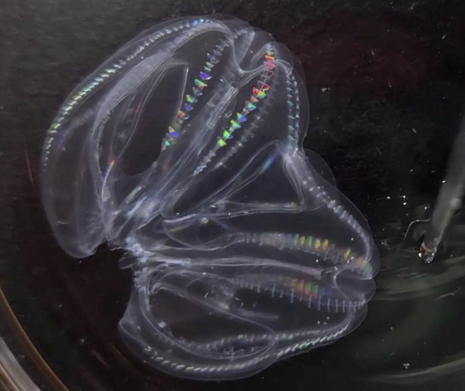 빗해파리 2마리가 융합된 모습. 해파리들은 근육이 동기화되어 한쪽 해파리를 건드려도 함께 반응했다. Mariana Rodriguez-Santiago 제공