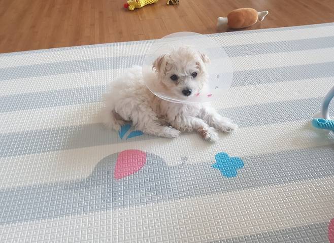 1000134712.jpg 우리집 복덩어리 보따리 보리 보시고 행복한 하루 되시길 ㅎㅎ