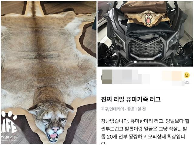 멸종위기종 퓨마로 만든 러그가 온라인 중고거래 사이트에서 거래되는 정황이 포착됐다. 동물보호단체 라이프 제공