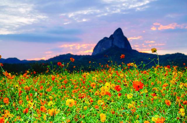 마이산이 보이는 진안군농업기술센터 황화코스모스 밭.