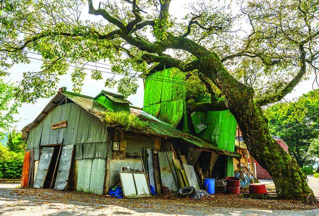이끼 낀 팽나무와 어우러진 동촌양곡정미소.
