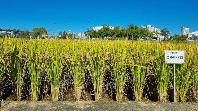 전북 지역에 있는 한 시험포장에서 재배 중인 ‘전주688호’의 모습. 농촌진흥청