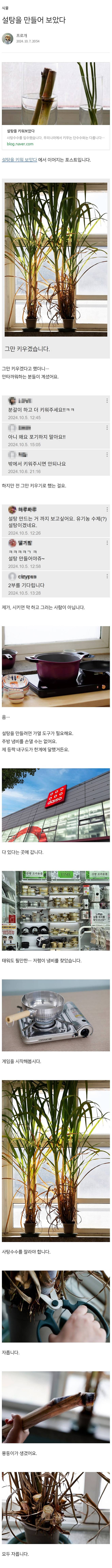 d1df2k3_01.jpg 화분에 키운 사탕수수로 설탕 만든 드루이드