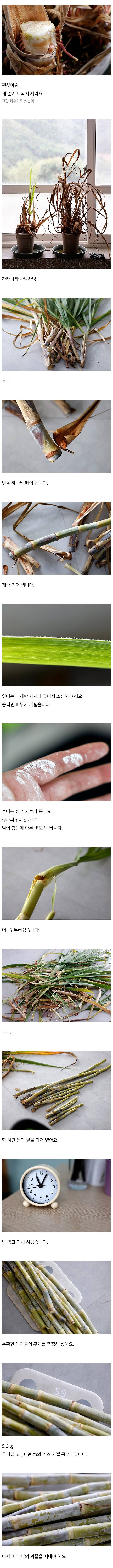 d1df2k3_02.jpg 화분에 키운 사탕수수로 설탕 만든 드루이드