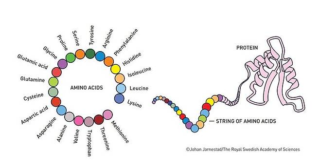 단백질은 일반적으로 20가지의 아미노산으로 구성되며, 이 아미노산들이 긴 사슬처럼 연결된 형태를 띄게 된다. (사진=노벨상위원회) *재판매 및 DB 금지