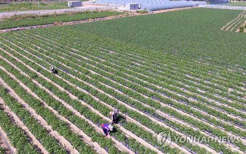 서면 감자밭 [연합뉴스 자료사진]