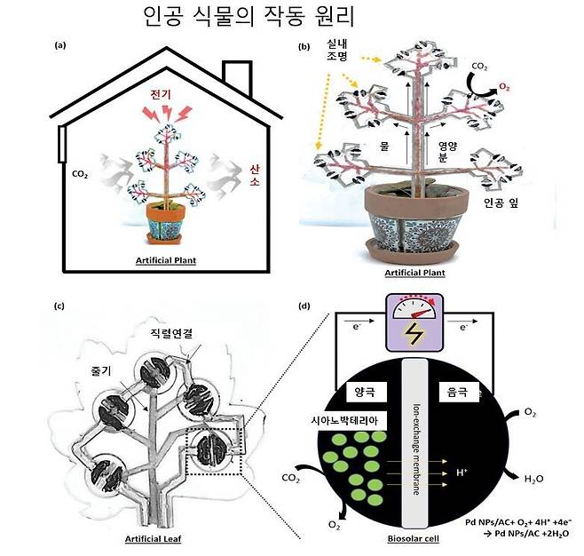 a) 이산화탄소를 포집해서 산소와 전기를 생산하는 인공식물. b) 실내 조명과 물, 영양분을 활용해 이산화탄소를 산소로 전환. c) 5개의 인공 잎을 직렬로 연결한 모습. 인공 잎은 줄기를 통해 물과 영양분을 공급받는다. d) 시아노박테리아가 주입된 양극, 음극, 이온 교환막으로 구성된 생물 태양전지 구조도. 시아노박테리아는 광합성 과정에서 전기를 생산한다. DOI: 10.1002/adsu.202400401