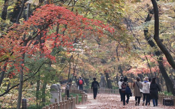 지난해 11월 경남 함양군 상림공원 찾은 상춘객이 가을 정취를 만끽하고 있다.  뉴스1