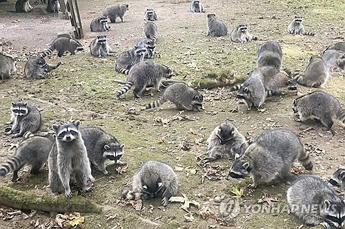 워싱턴주 폴스보 여성 집 점령한 라쿤들 AP연합뉴스