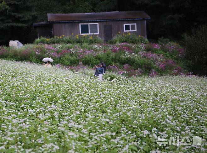 [청주=뉴시스] 서주영 기자 = 10일 오후 충북 청주시 상당구 낭성면 추정리의 메밀꽃밭을 찾은 시민이 지면을 하얗게 수놓은 메밀꽃 길을 거닐며 가을을 만끽하고 있다. 2024.10.10. juyeong@newsis.com