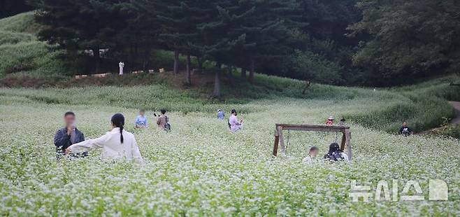[청주=뉴시스] 서주영 기자 = 10일 오후 충북 청주시 상당구 낭성면 추정리의 메밀꽃밭을 찾은 시민이 지면을 하얗게 수놓은 메밀꽃 길을 거닐며 가을을 만끽하고 있다. 2024.10.10. juyeong@newsis.com