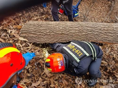 벌목하다 나무에 깔린 사고 현장 수습하는 소방대원 [연합뉴스 자료사진]