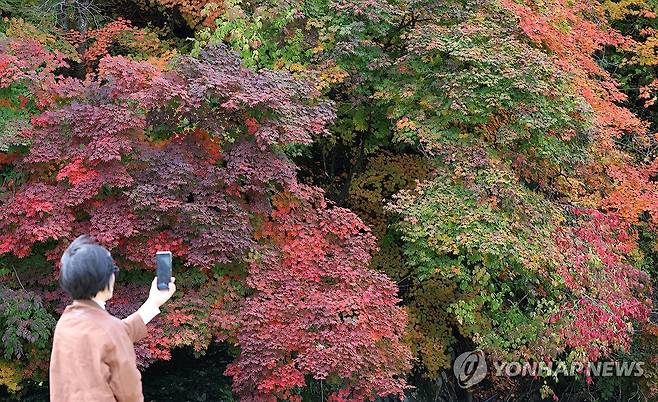 대관령의 가을…단풍이 울긋불긋 (평창=연합뉴스) 유형재 기자 = 9일 강원 평창군 대관령의 한 계곡이 단풍으로 곱게 물들고 있다. 2024.10.9 yoo21@yna.co.kr