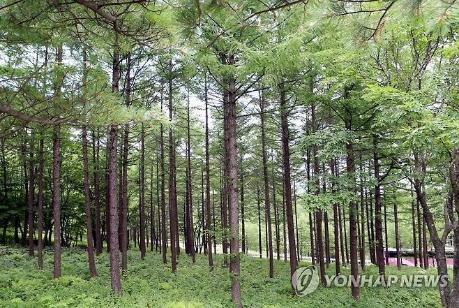 함백산 만항재 [연합뉴스 자료사진]