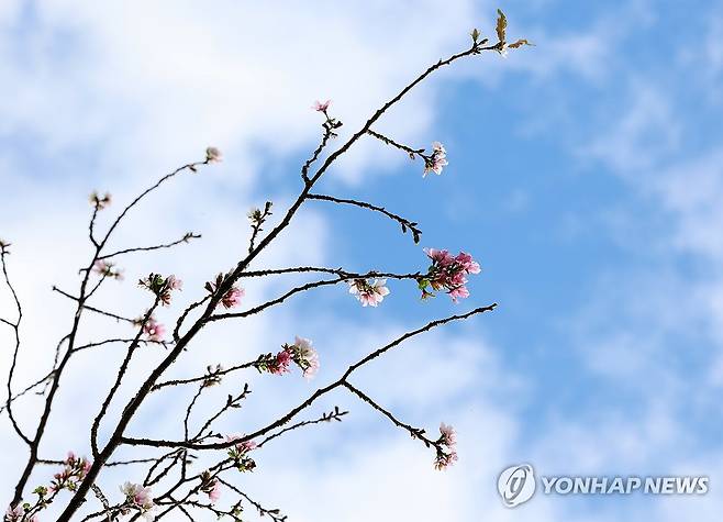 가을에 핀 벚꽃 (함평=연합뉴스) 조남수 기자 = 10일 전남 함평군 학교면 방우동마을의 벚나무가 꽃을 피우고 있다. 2024.10.10 iso64@yna.co.kr